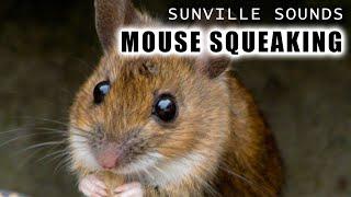 1 Hour of Mouse Squeaking | Animal Sounds with Peter Baeten