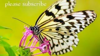 butterfly video for kids