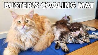 All Cats in the House Want to Use Uncle Buster’s Cooling Mat!