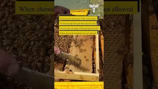 Knowing the preference of the varroa mites to breed inside the male bees (drone) cells, you can..
