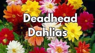 Get MORE Dahlia Blooms | Deadheading Dahlia Flowers