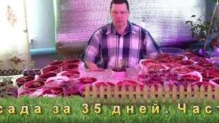 Рассада томатов за 35 дней Часть 2