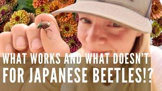 JAPANESE BEETLES in the garden: what works, what doesn't!