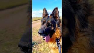 Овчарка команда сидеть #немецкаяовчарка #germanshepherd #doglife #мем #командаовчарке #учимкоманды