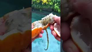 #маракуйя #экзотическиефрукты