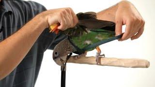 How to Put a Harness on Your Parrot | Parrot Training