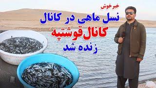 به کمک نقدی افغانهای مقیم شهر سیدنی ، 50 هزار ماهی به کنال قوشتپه رها شد .Qosh tepa cannal