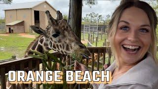 My girlfriend‘s first time feeding the giraffes