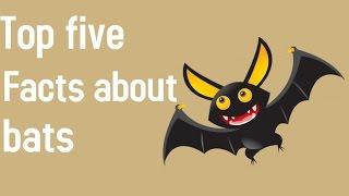 Top Five Facts About Bat.....Batman Friend