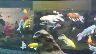 Butterfly Koi - Ornamental fish