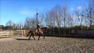 Irish Sports Horse for sale