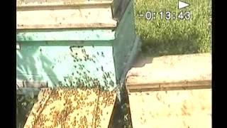 Объединение нуклеуса с плодной маткой с семьёй