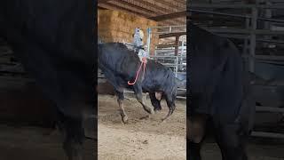 bonito se eleva #toros #cow #rancho #animals #ganaderia #ganado #jaripeo #rodeo #mascotas #bulls