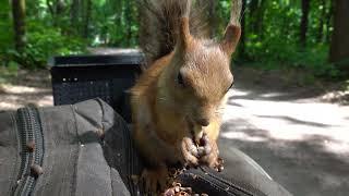 О белках, кормушках и непростой жизни / About squirrels, feeders and a difficult life