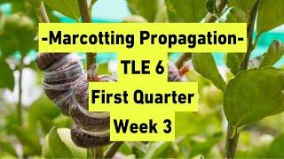 MARCOTTING PROPAGATION || TLE-6 || Indzae Lahlin