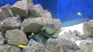 1200 litre Malawi cichlid tank