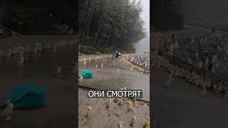 Утята под ГИПНОЗОМ из-за дождя