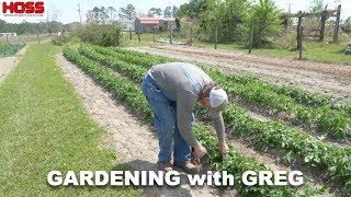 Tips and Tricks to Fertilizing and Managing Potato Pests