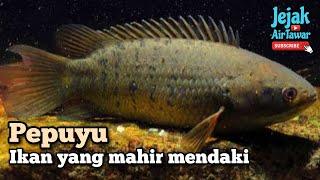 Benarkah ada dua spesies ikan pepuyu di Malaysia?