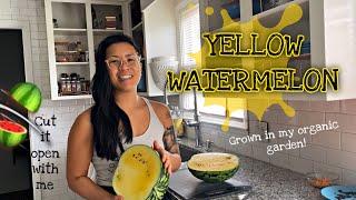 YELLOW WATERMELON! Homegrown Organic NC Backyard Garden Zone 7b