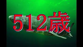 ニシオンデンザメ（512歳）は老化していなかった