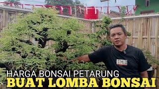 HARGA BONSAI PETARUNG BUAT LOMBA!! GALLERY AY BONSAI JEMBER MEWAH DAN ISTIMEWA