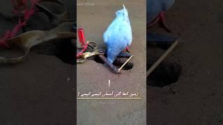 Pigeon trap | bird trap easy homemade #birds #trap #shorts