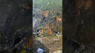 cute fish  and turtle  at temple pond ️                 #shorts  #shortsfeed  #youtubeshorts