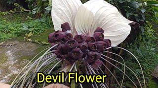 All About Black Bat Flower/Tacca Chantrieri.