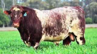 The Grove Shorthorns Bull Sale 2015