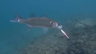 Seabass on surface lure - Live strike on Spasm fishing lure