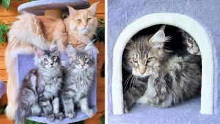 Which Cat Owns This House? - Kittens vs Big Maine Coon!