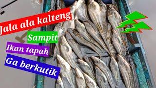 Menjala ikan tapah di sungai Sampit KALTENG,