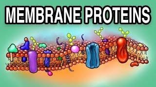 MEMBRANE PROTEINS - Types and Functions