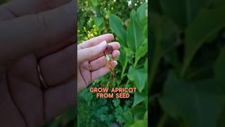 How to grow an Apricot tree from seed  #grownfromseed #growingfood