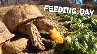 Feeding Day for the Tortoises! (adults, babies, eggs!)