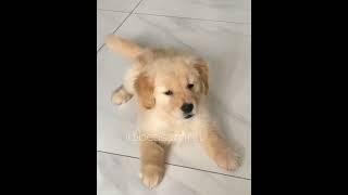 sweet cute puppy I love you more #shortfeed #shorts #trendingshorts #doglover #love #care