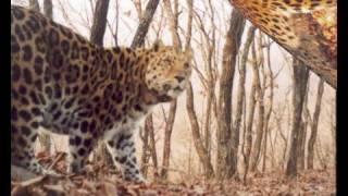 ALTA Amur Leopard Conservation