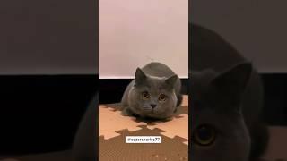 funny animals videos  cat fun  #funny #trending #funnyanimal #comedy #shorts #animals