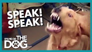 How To STOP Your Dog From Barking using 'Speak!' | It's Me or the Dog