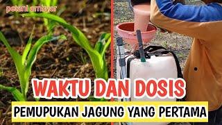 Cara Pemupukan Jagung Dengan Sistem Kocor