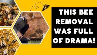 This Bee Removal was Full of Drama