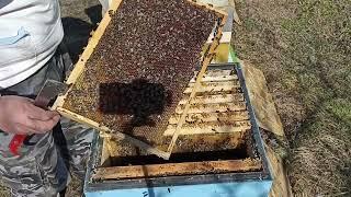 Как перезимовали пчёлы в ульях ППС и ППУ с сетчатом дном. Пчеловодство!