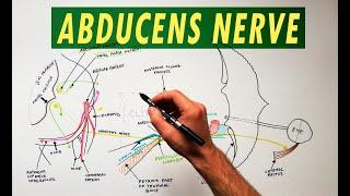 Abducens Nerve - Anatomy Tutorial