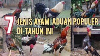 7 Jenis Ayam Aduan Paling populer di Tahun 2024