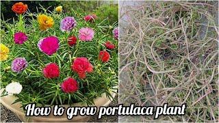 How to grow & care Portulaca plant / Things to do in December / Humaira Gardening