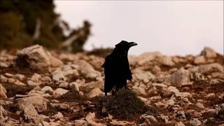 Wildpics Moments with the Raven in Morocco