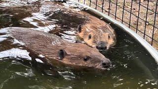 Long Sunday video. Tulip and Stormy Rose spending time together and Frodo and Sam’s new house