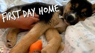 Adopted Puppy's First Day Home