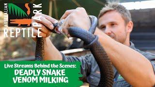 LIVE: MILKING VENOMOUS SNAKES | AUSTRALIAN REPTILE PARK